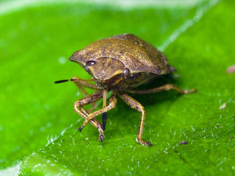 Eurygaster maura (Linnaeus, 1758)